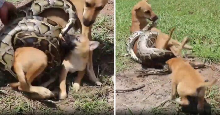 Brave Pooch Saves Its Mother from a Massive Python Attack